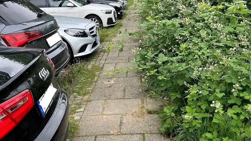 Str&auml;ucher eines Privatgrundst&uuml;cks &uuml;berwuchern einen Gehweg. 
&tilde; Bildnachweis: Foto: ASV